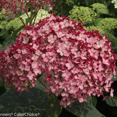 Hydrangea arborescens Invincibelle® Ruby