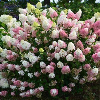 Hydrangea paniculata Strawberry Sundae®