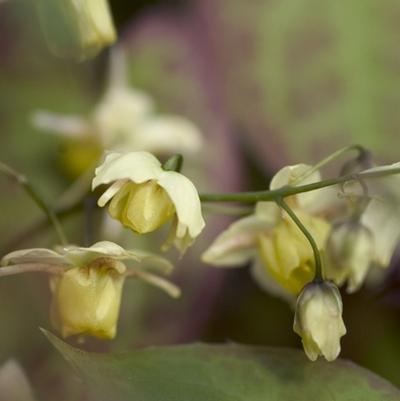 Epimedium x versicolor Sulphureum