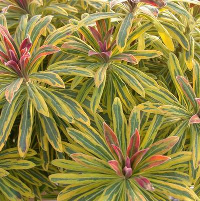 Euphorbia x martinii Sahara™ Ascot Rainbow