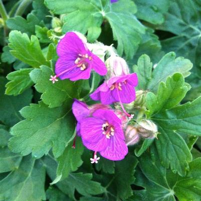 Geranium macrorrhizum Bevan's Variety