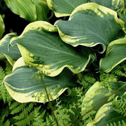 Hosta Shadowland® Wheee!