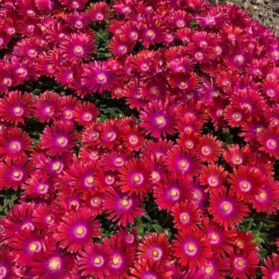 Delosperma floribundum Granita® Raspberry® 