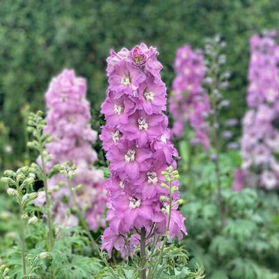 Delphinium New Zealand Mini Pinks