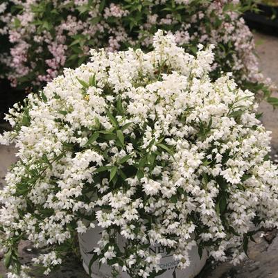 Deutzia Yuki Snowflake®