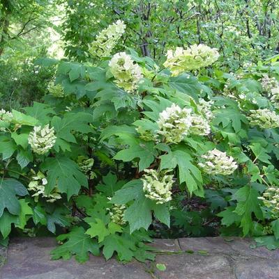 Hydrangea quercifolia 