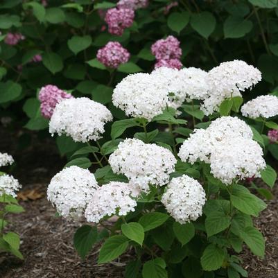 Hydrangea arborescens Invincibelle Wee White® 