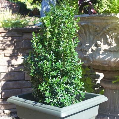 Buxus sempervirens Dee Runk