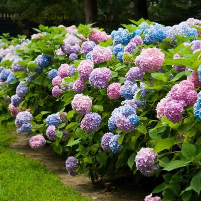 Hydrangea macrophylla Endless Summer