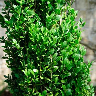 Buxus sempervirens Graham Blandy