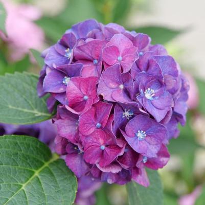 Hydrangea macrophylla Wee Bit Grumpy® 