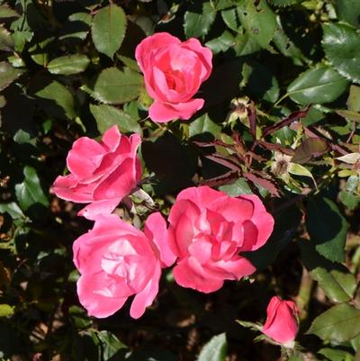 Rosa Knock Out® Pink