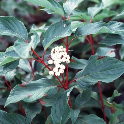 Cornus sericea Baileyi