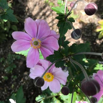 Anemone tomentosa Robustissima