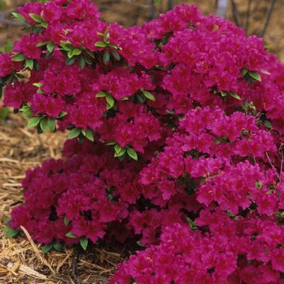 Azalea Girard hybrid Girard's Fuchsia