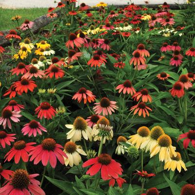 Echinacea Cheyenne Spirit