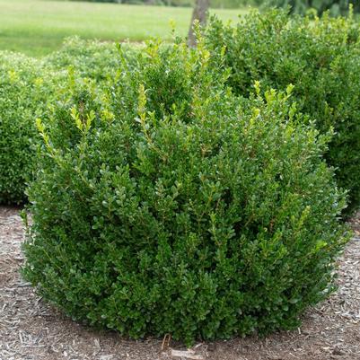 Buxus microphylla Little Missy