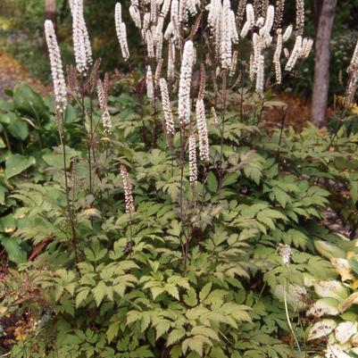 Cimicifuga ramosa Atropurpurea