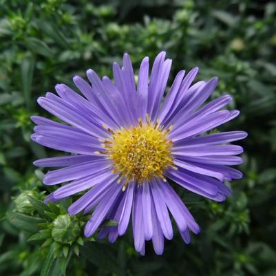 Aster novi-belgii Wood's Light Blue