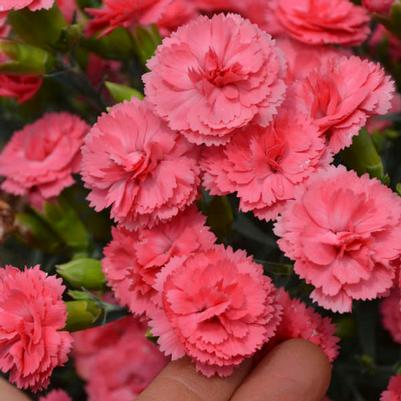 Dianthus Fruit Punch® Classic Coral