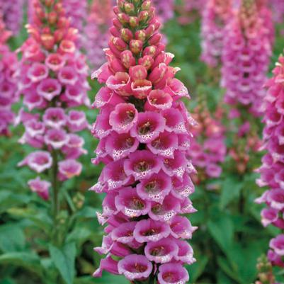 Digitalis purpurea Candy Mountain Rose