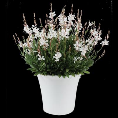 Gaura lindheimeri Steffi™ Blush White