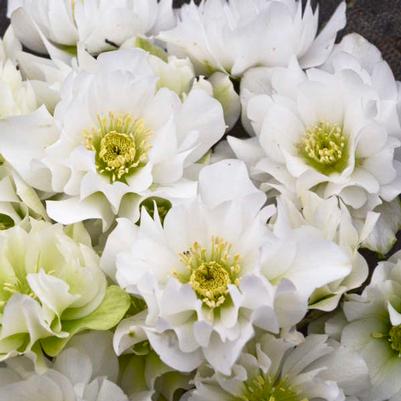 Helleborus Wedding Party&reg; Wedding Bells