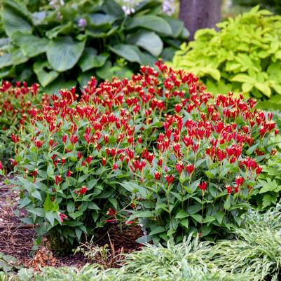 Spigelia marilandica Apple Slices