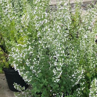 Calamintha nepeta ssp nepeta 