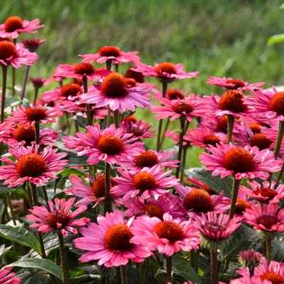 Echinacea Eye-Catcher™ Coral Craze