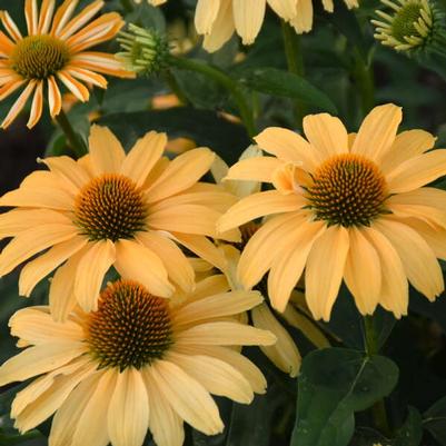 Echinacea Color Coded® One in a Melon