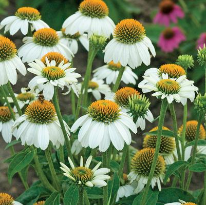 Echinacea purpurea PowWow White