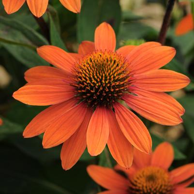 Echinacea Sombrero® Adobe Orange