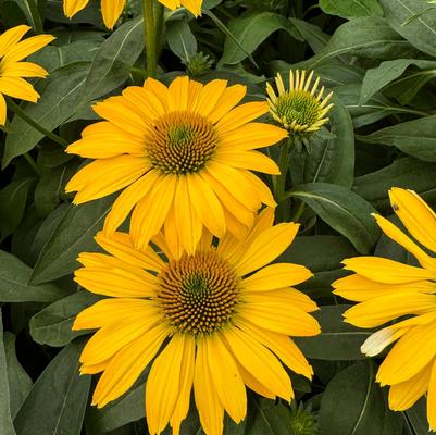 Echinacea Sombrero® Lemon Yellow