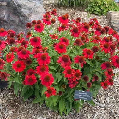 Echinacea Sombrero® Salsa Red