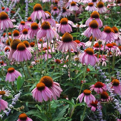 Echinacea purpurea Ruby Star (Rubinstern)