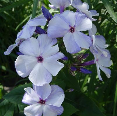 Phlox paniculata Flame™ Light Blue