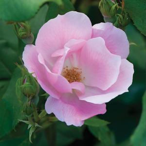 Rosa Knock Out® Blushing