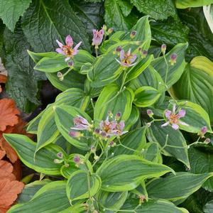 Tricyrtis formosana Autumn Glow