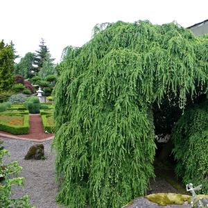 Tsuga canadensis Pendula