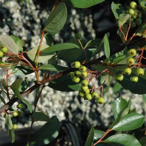 Aronia melanocarpa Autumn Magic