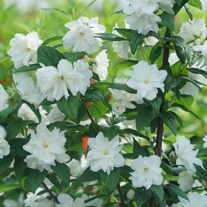 Philadelphus coronarius Illuminati Arch®