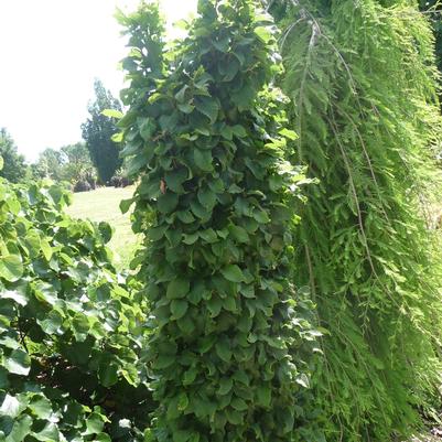 Carpinus betulus Columnaris Nana