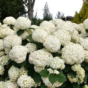 Hydrangea arborescens Incredball Storm Proof™ 
