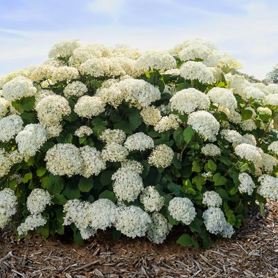 Hydrangea arborescens FlowerFull™