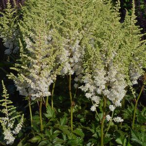 Astilbe chinensis Visions in White