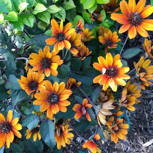Heliopsis helianthoides var. scabra Bleeding Hearts