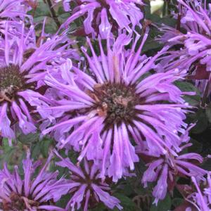 Monarda didyma Sugar Buzz&reg; Blue Moon