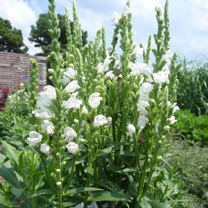 Physostegia virginiana Crystal Peak White