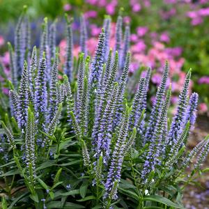 Veronica Magic Show&reg; Ever After